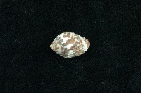 藏品(火燄筆螺)的圖片